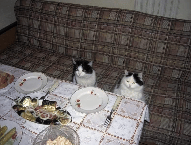 meme kucing lagi pacaran