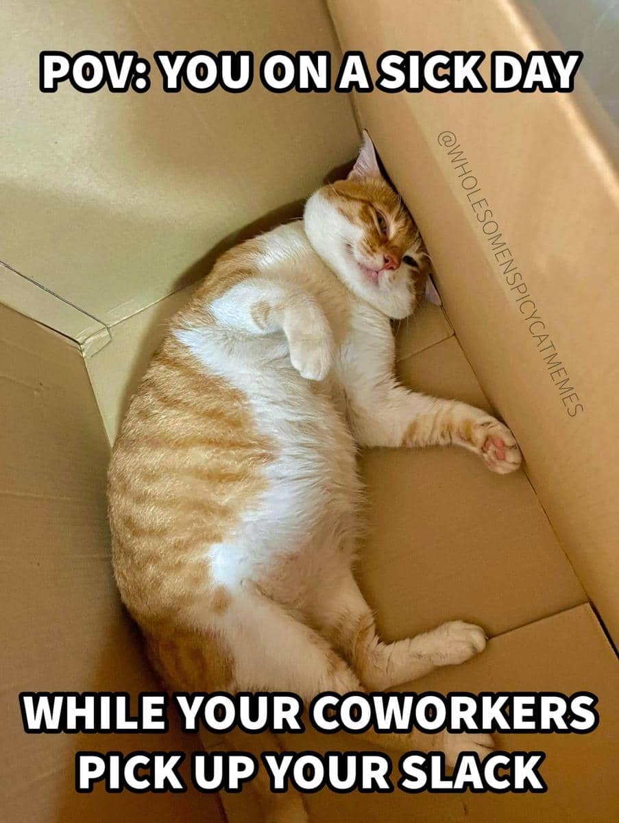 meme kucing tentang kantor