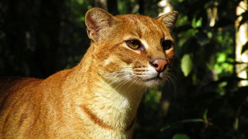 African Golden Cat