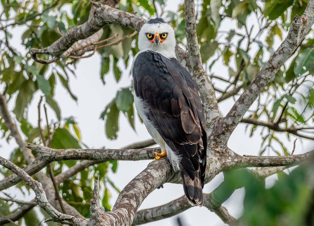 Burung Spizaetus melanoleucus