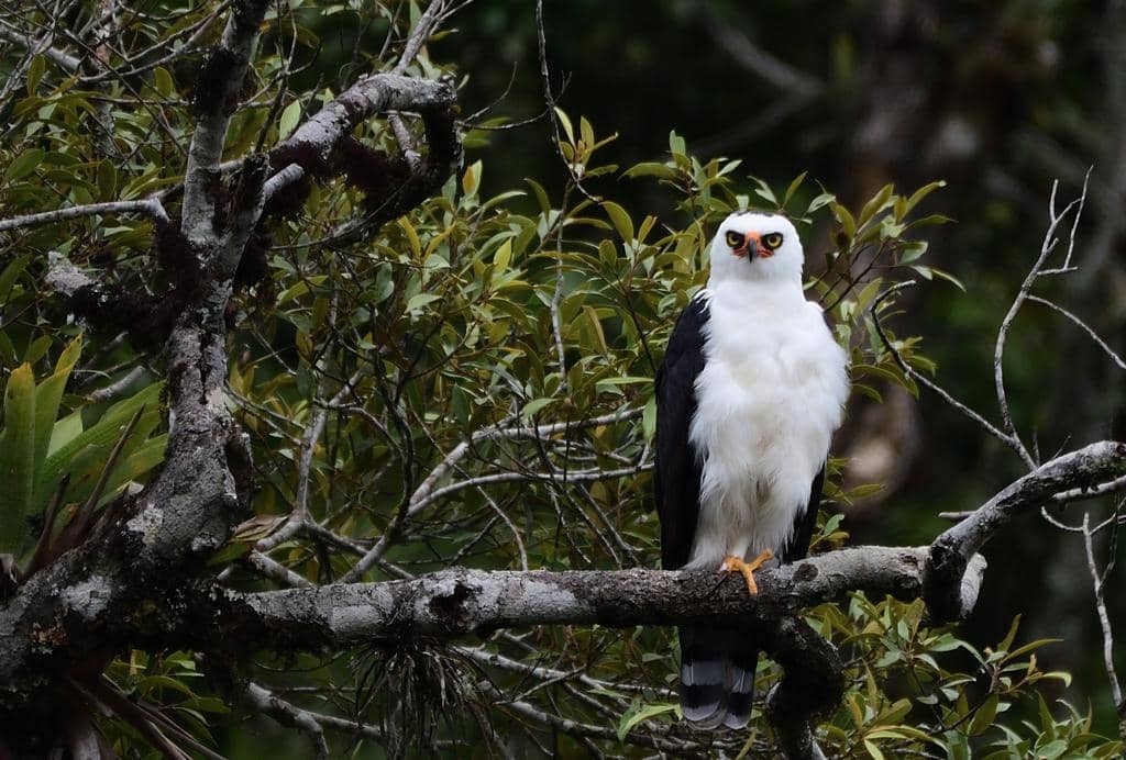Burung Spizaetus melanoleucus