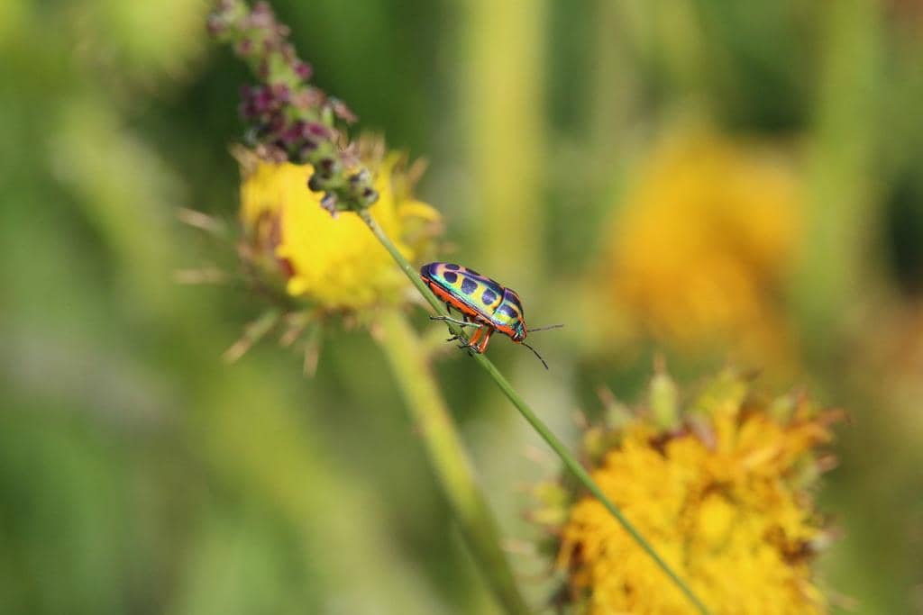 Serangga Calidea dregii