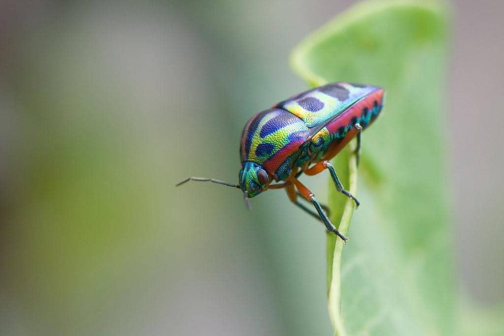 Serangga Calidea dregii