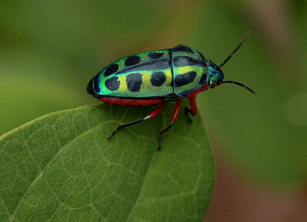 Serangga Calidea dregii