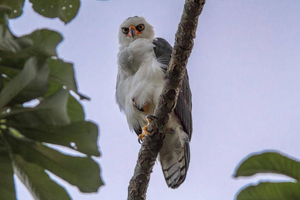 Burung Spizaetus melanoleucus