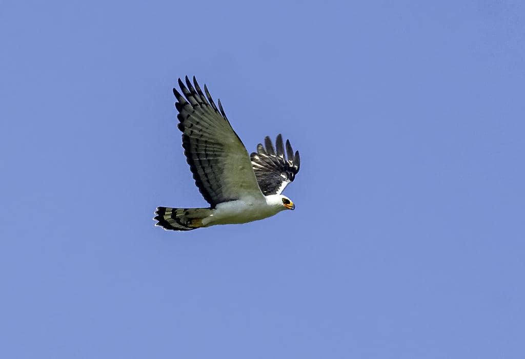 Burung Spizaetus melanoleucus