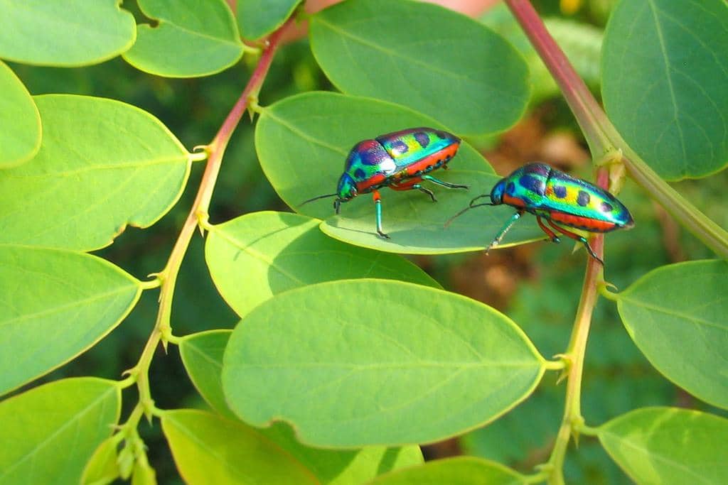 Serangga Calidea dregii