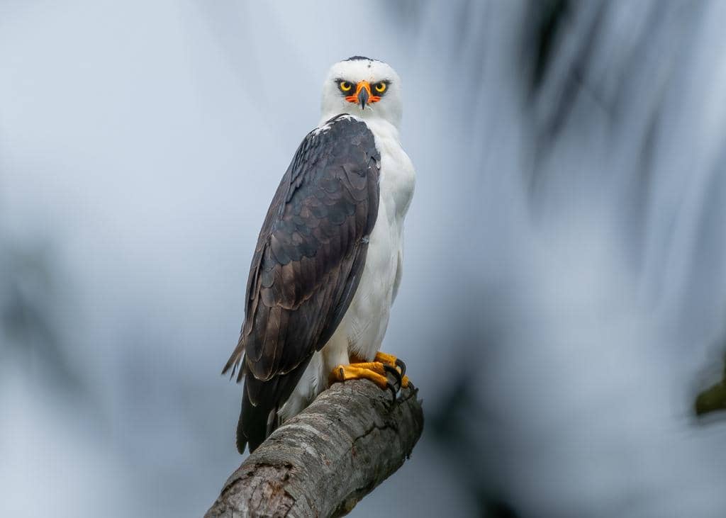Burung Spizaetus melanoleucus