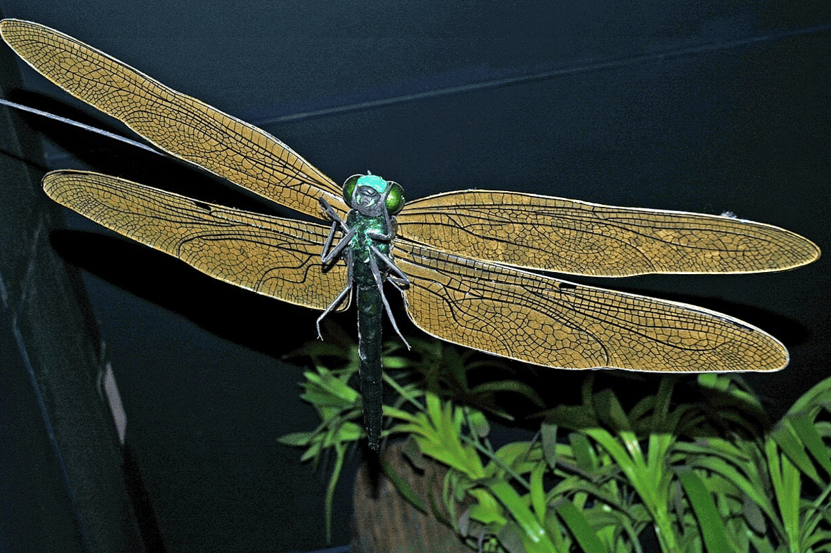 rekonstruksi Meganeura