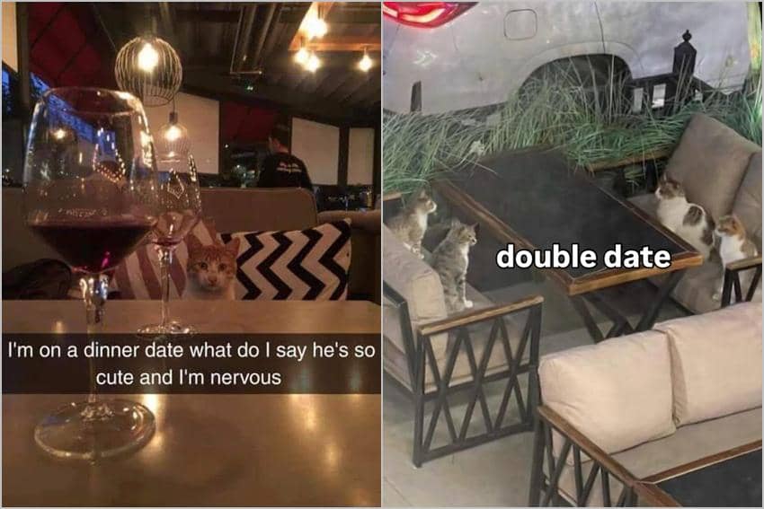 kolase meme kucing lagi pacaran