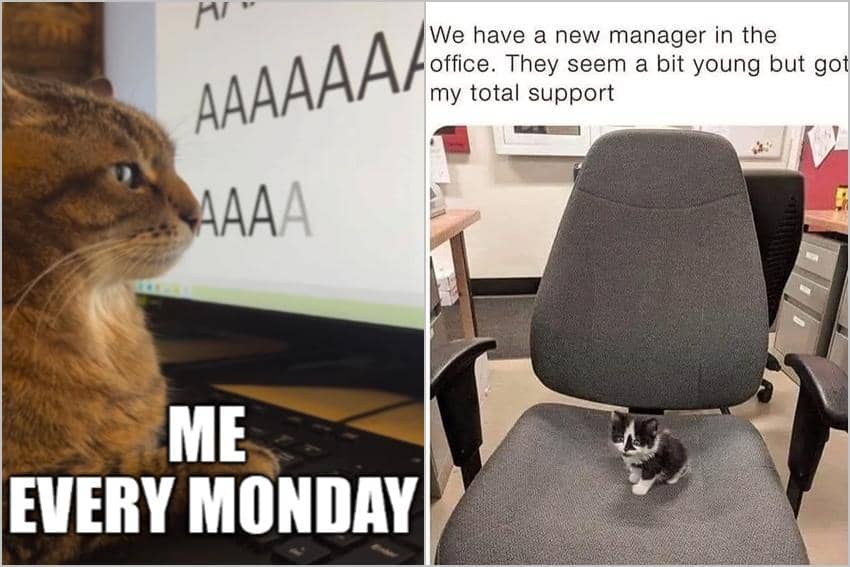 kolase meme kucing tentang kantor