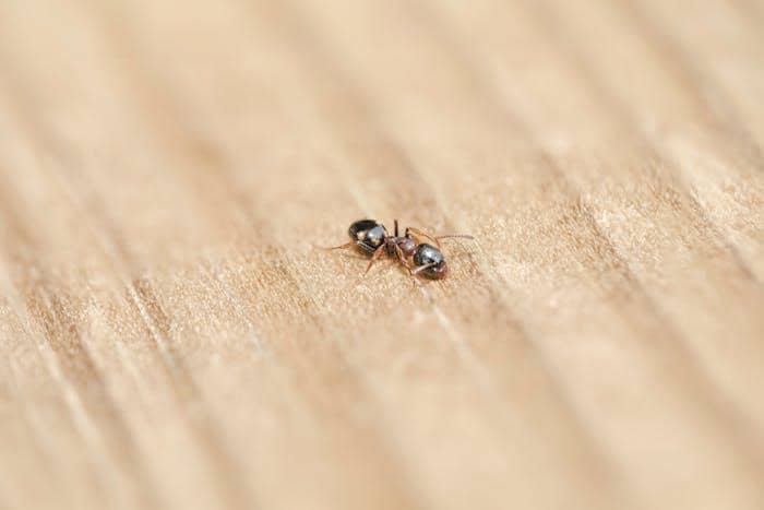 Benarkah Semut Tidak Pernah Tidur? Ini Fakta Ilmiahnya