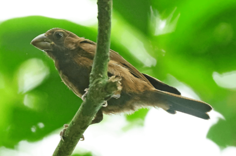 burung sao tome grosbeak