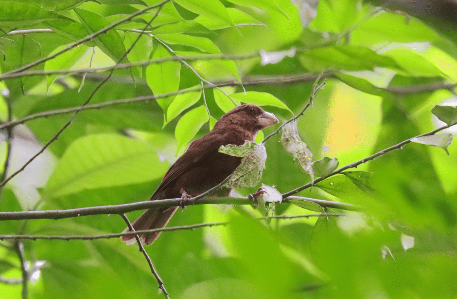 burung sao tome grosbeak
