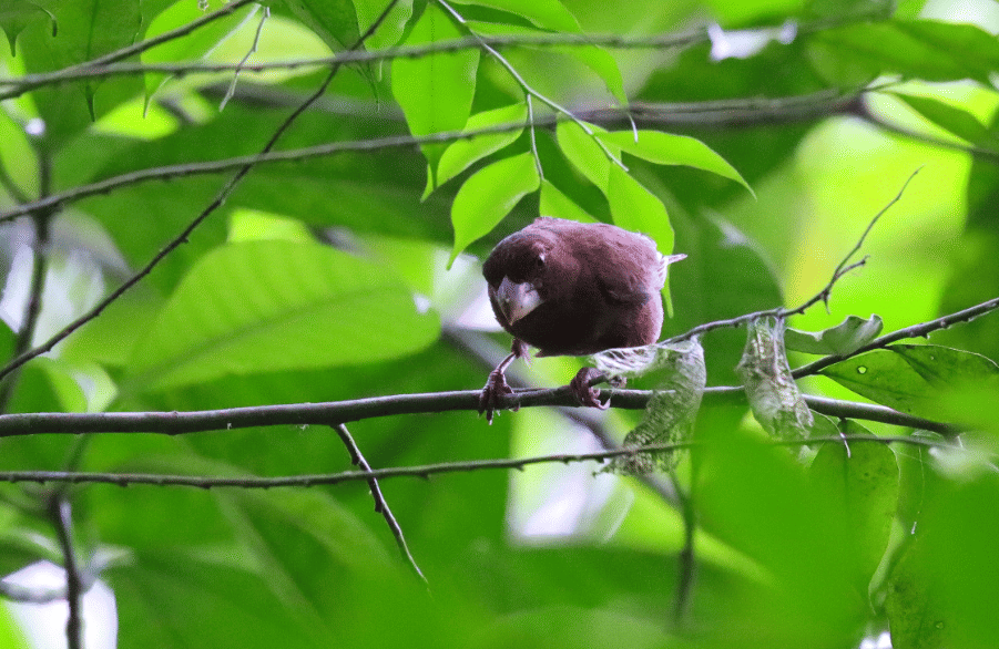burung sao tome grosbeak