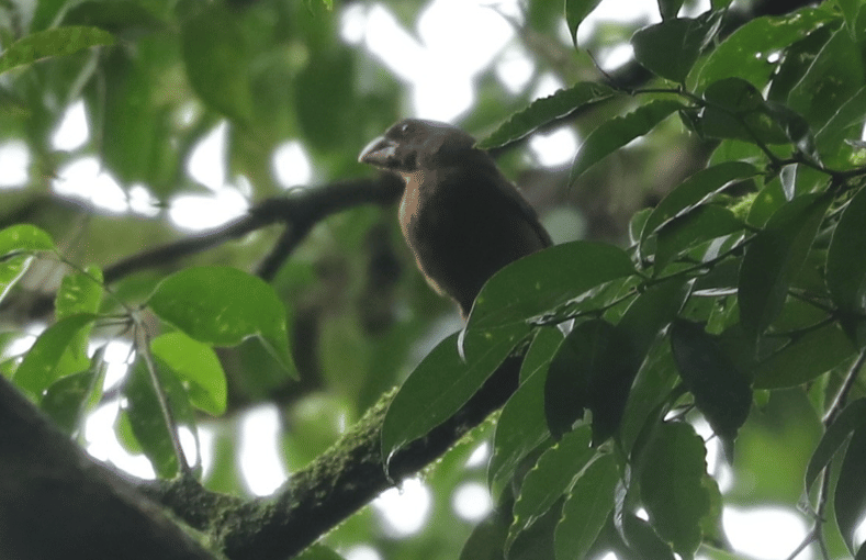 burung sao tome grosbeak