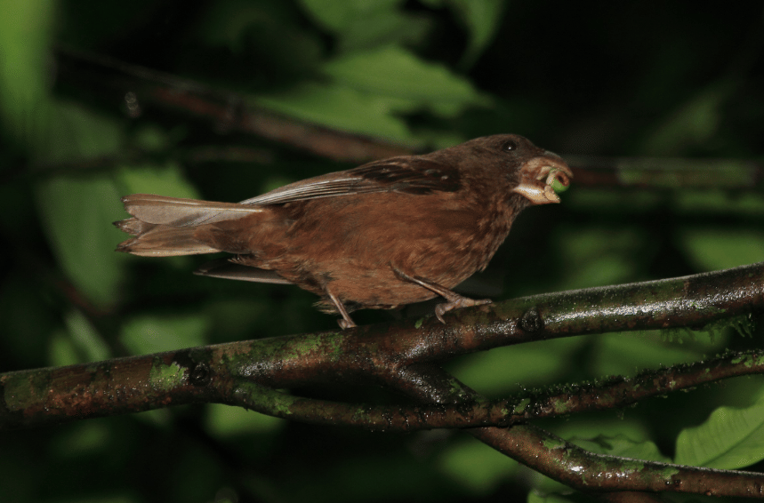 burung sao tome grosbeak
