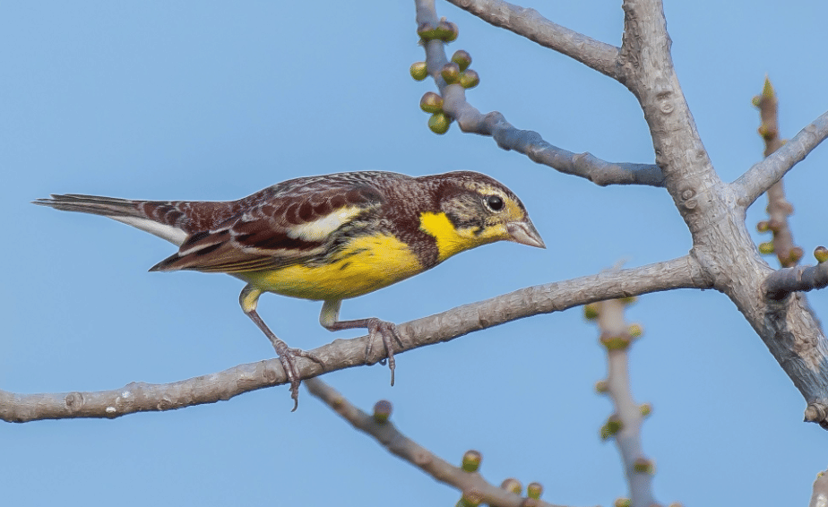 burung yellow breasted bunting