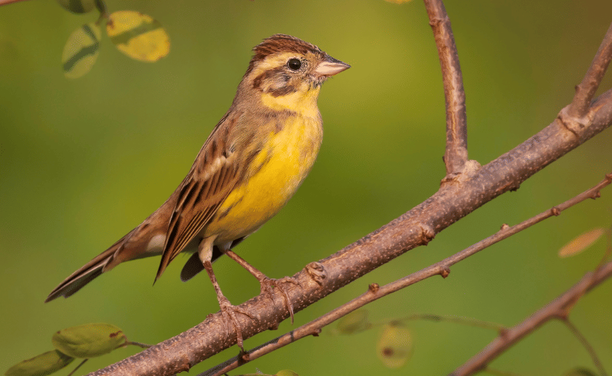 burung yellow breasted bunting