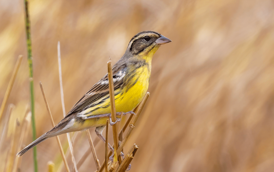 burung yellow breasted bunting