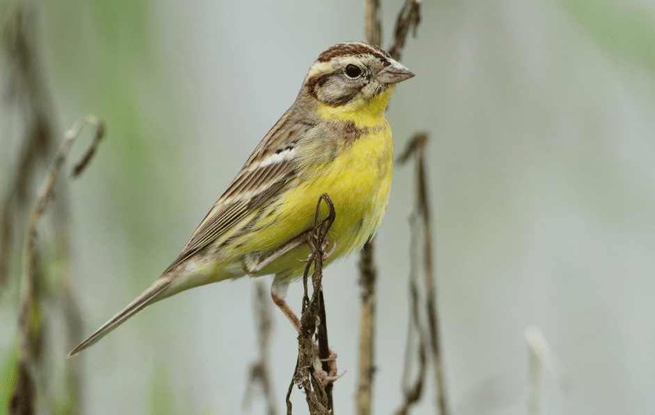 burung yellow breasted bunting