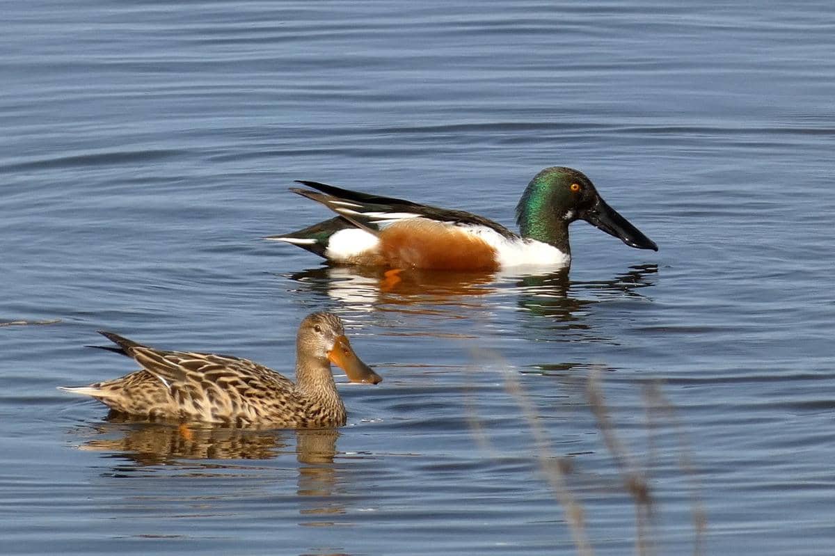 Northern Shoveler jantan dan betina