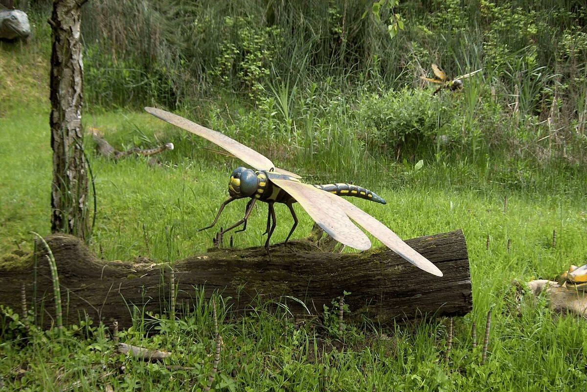 rekonstruksi Meganeura