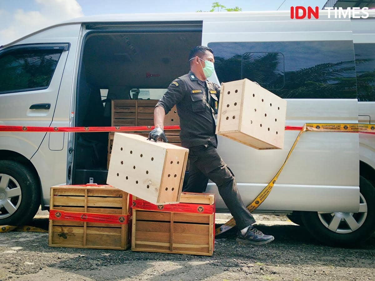 Kotak berisikan hewan-hewan ilegal ditangkap di Sumut (IDN Times/Eko Agus Herianto)