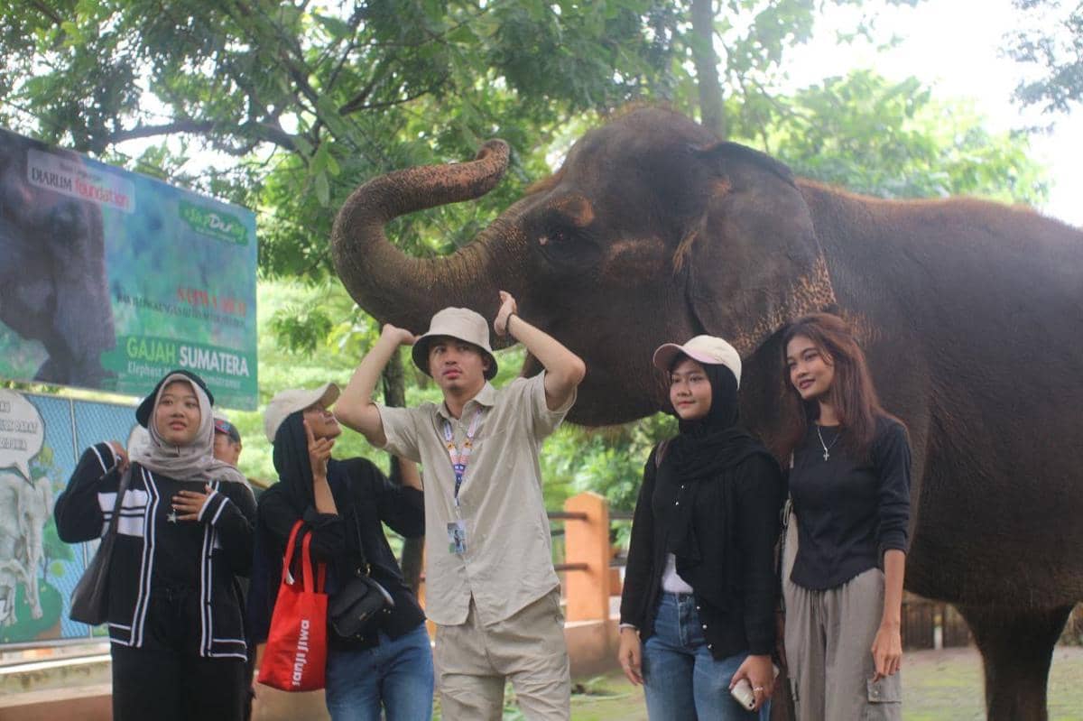 semarang zoo, atraksi gajah, gajah