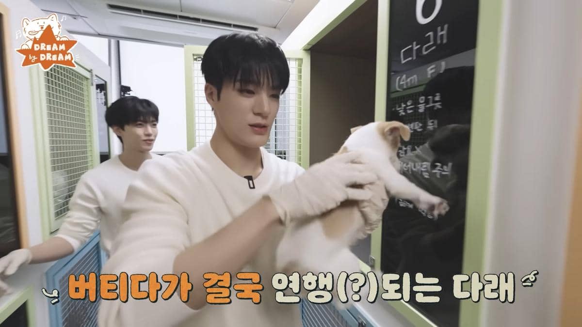 Jeno dan Jaemin main dan urus anak anjing