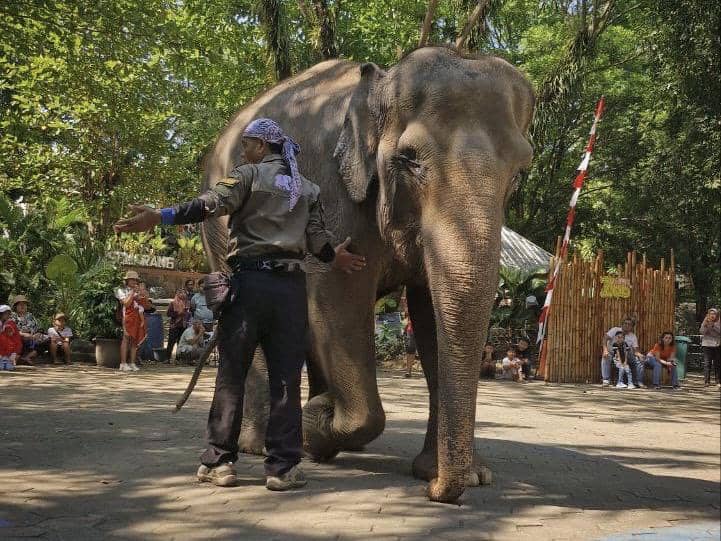 semarang zoo, atraksi gajah, gajah