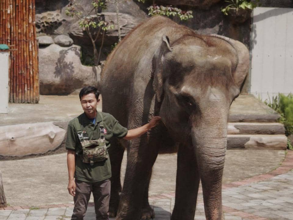 semarang zoo, atraksi gajah, gajah