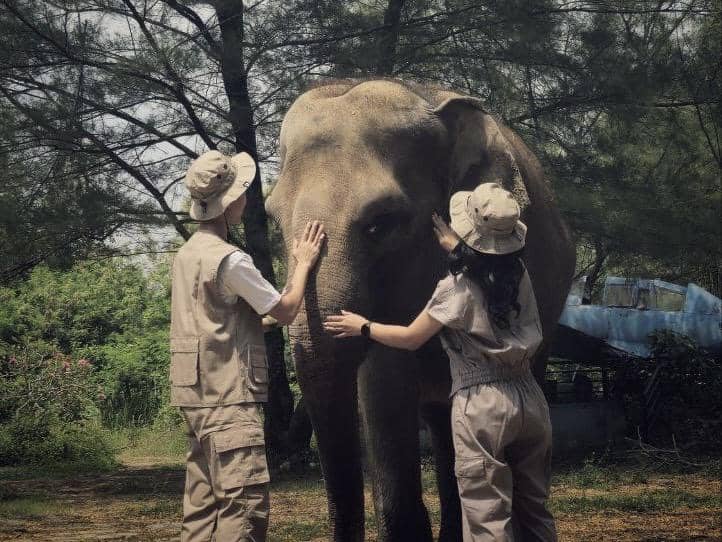 semarang zoo, atraksi gajah, gajah