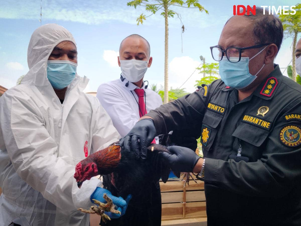 Drh. Sriyanto, PhD. selaku Deputi Bidang Karantina Hewan Badan Karantina Indonesia (IDN Times/Eko Agus Herianto)