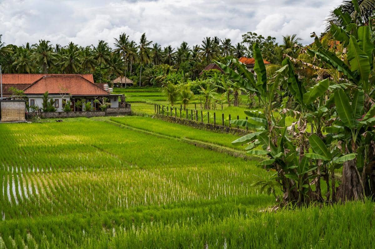 rumah mepet sawah