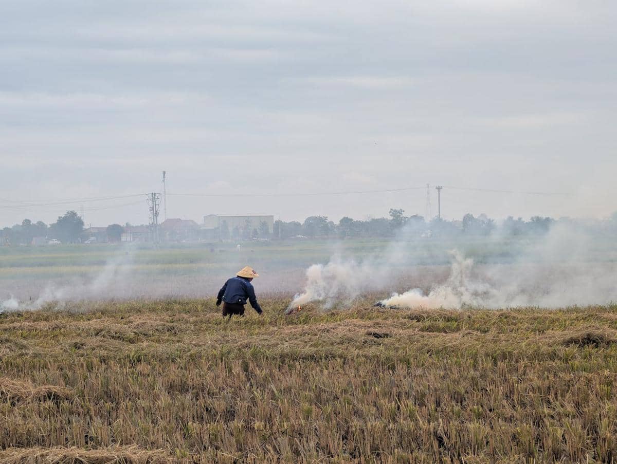 membakar jerami