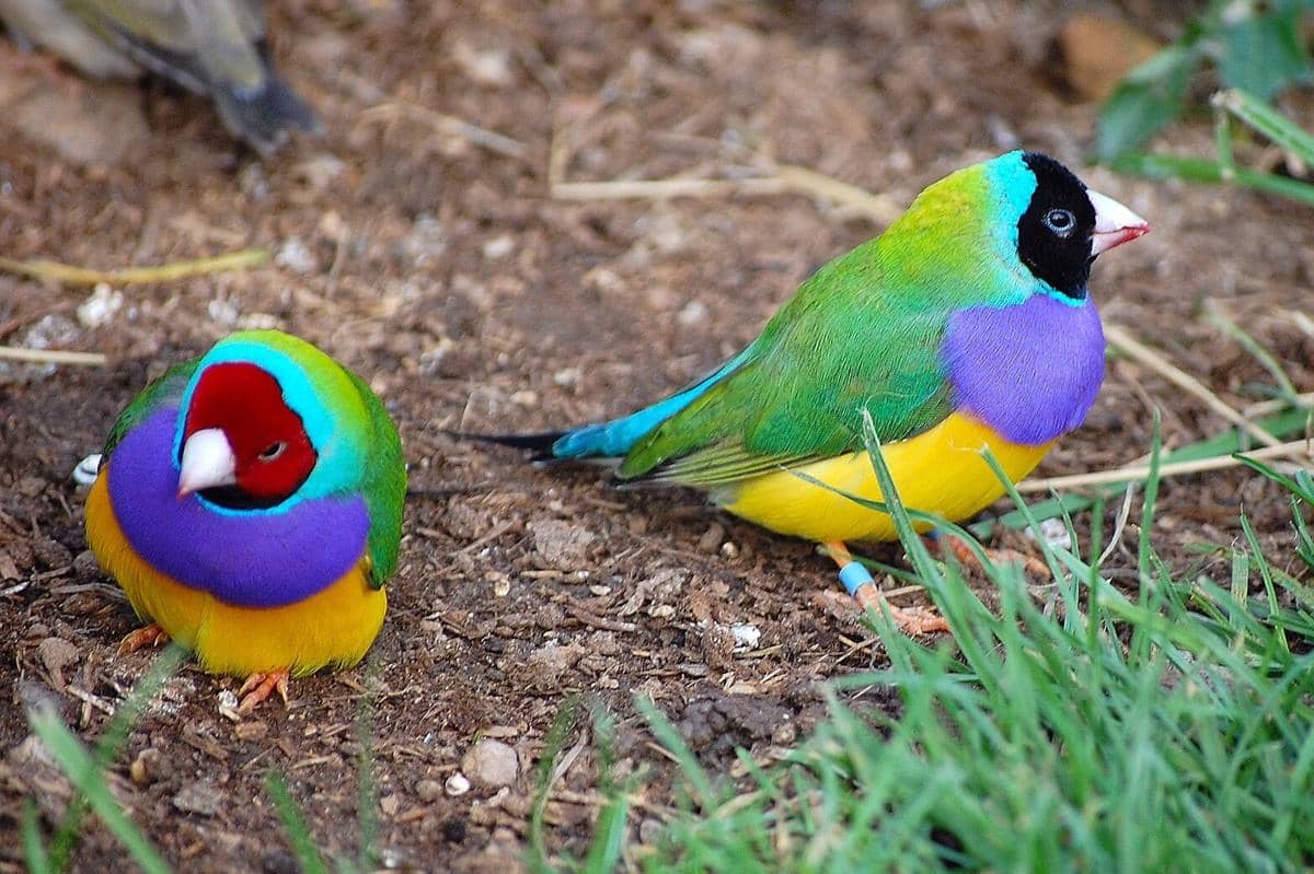 Burung Gouldian Finch 