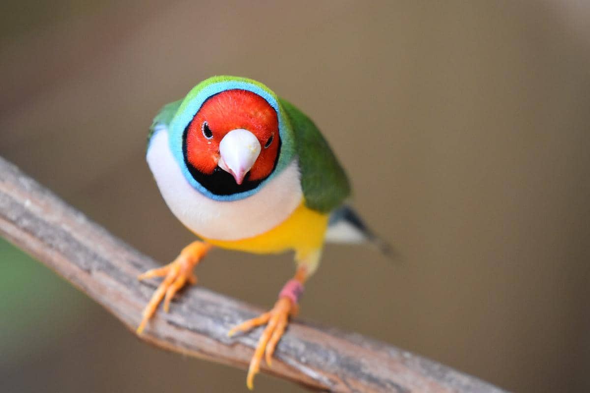 Burung Gouldian Finch