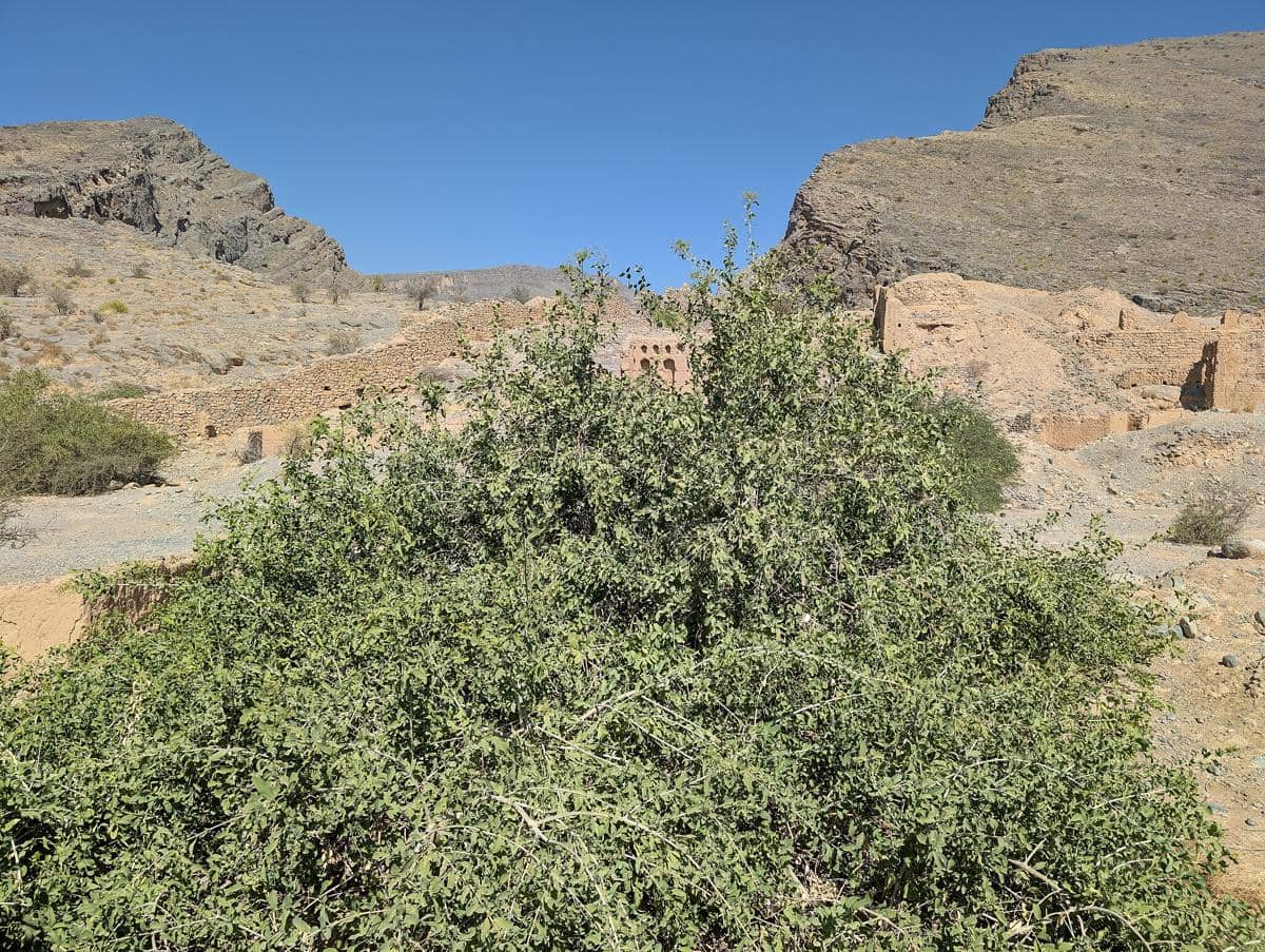 potret pohon siwak yang tetap tumbuh subur di lingkungan kering dan minim air