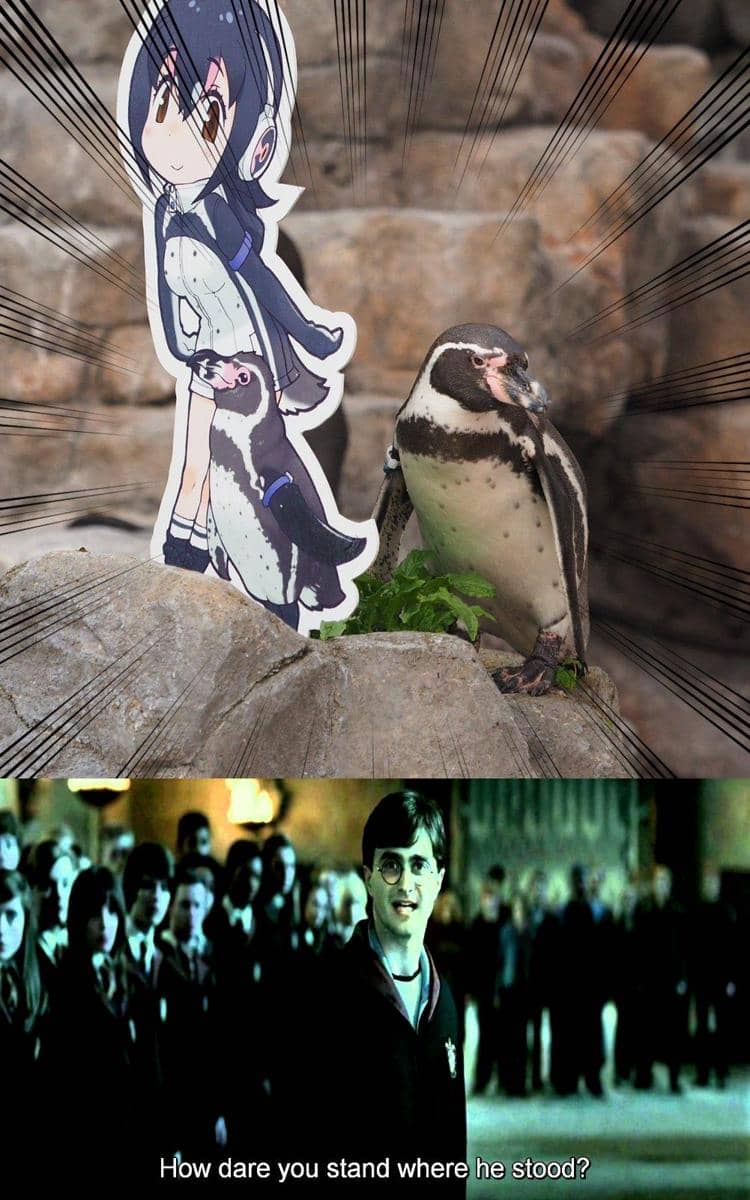meme anime tentang penguin