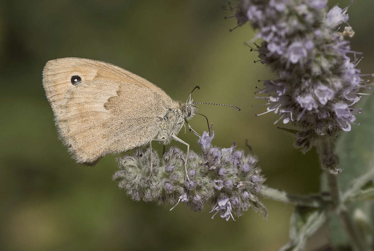 5 Fakta Unik Small Heath, Terbang Tak Jauh dari Permukaan Tanah