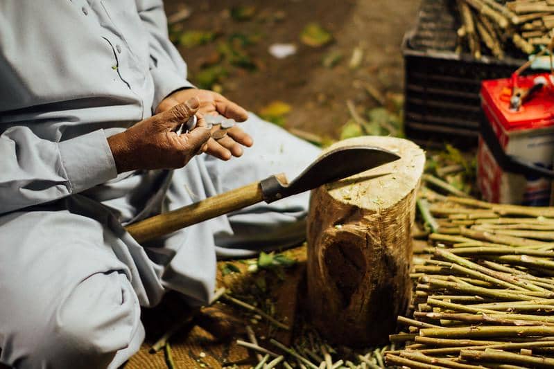 potret siwak yang disiapkan secara tradisional dalam budaya sehari-hari