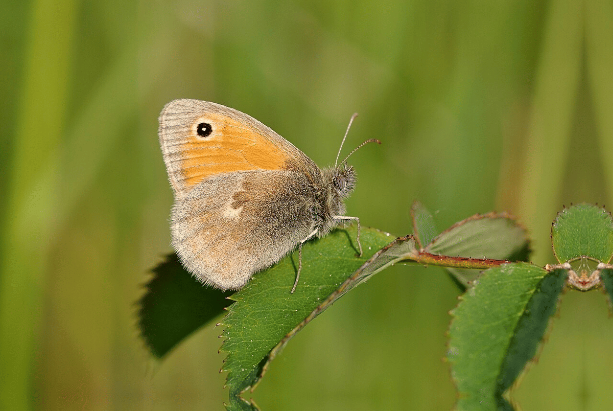 small heath