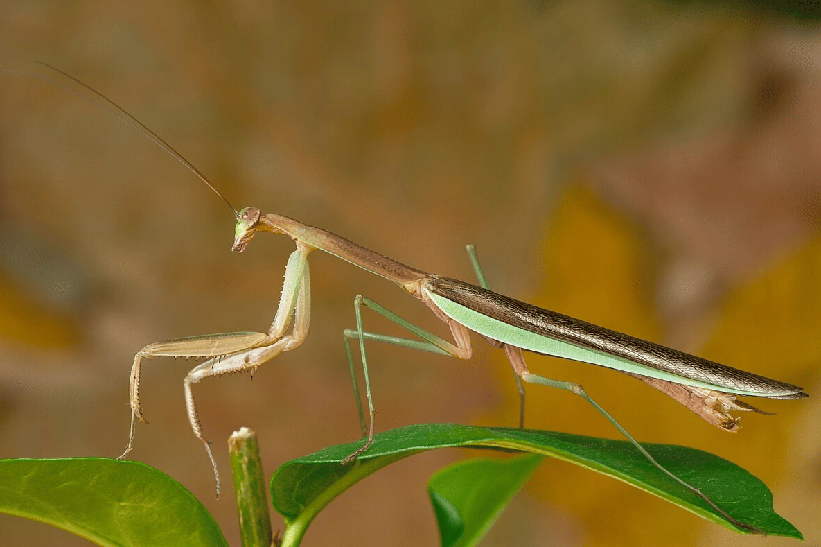 belalang sembah cina