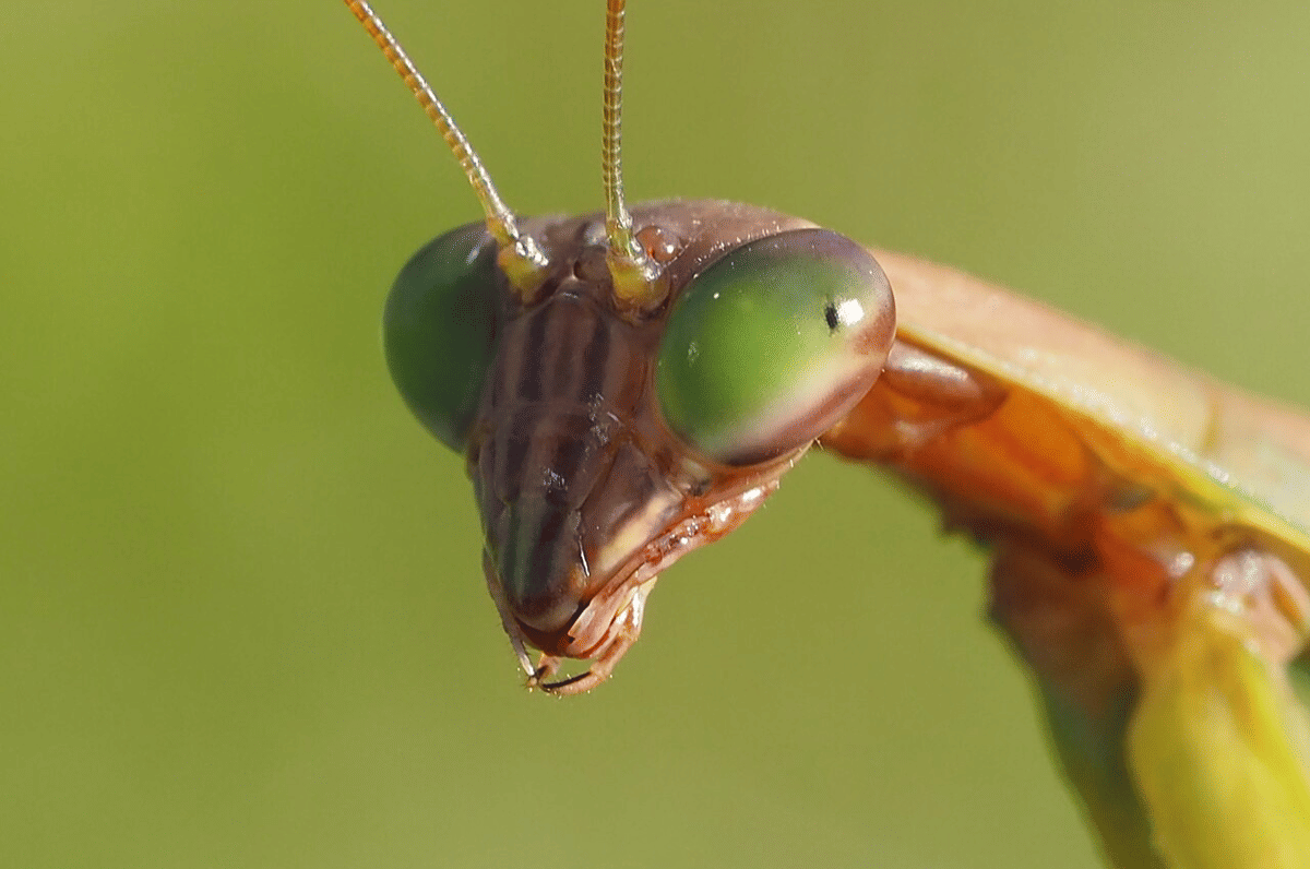 belalang sembah cina