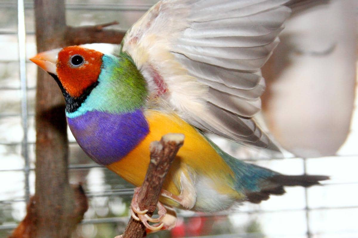 Burung Gouldian Finch 