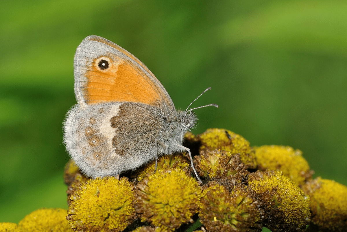 small heath