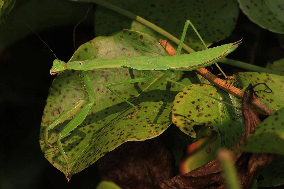 belalang sembah cina