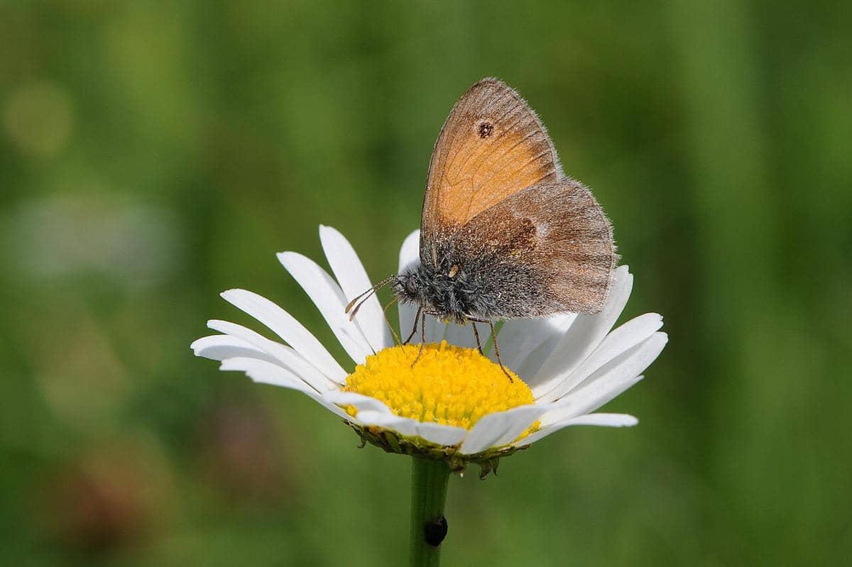 small heath