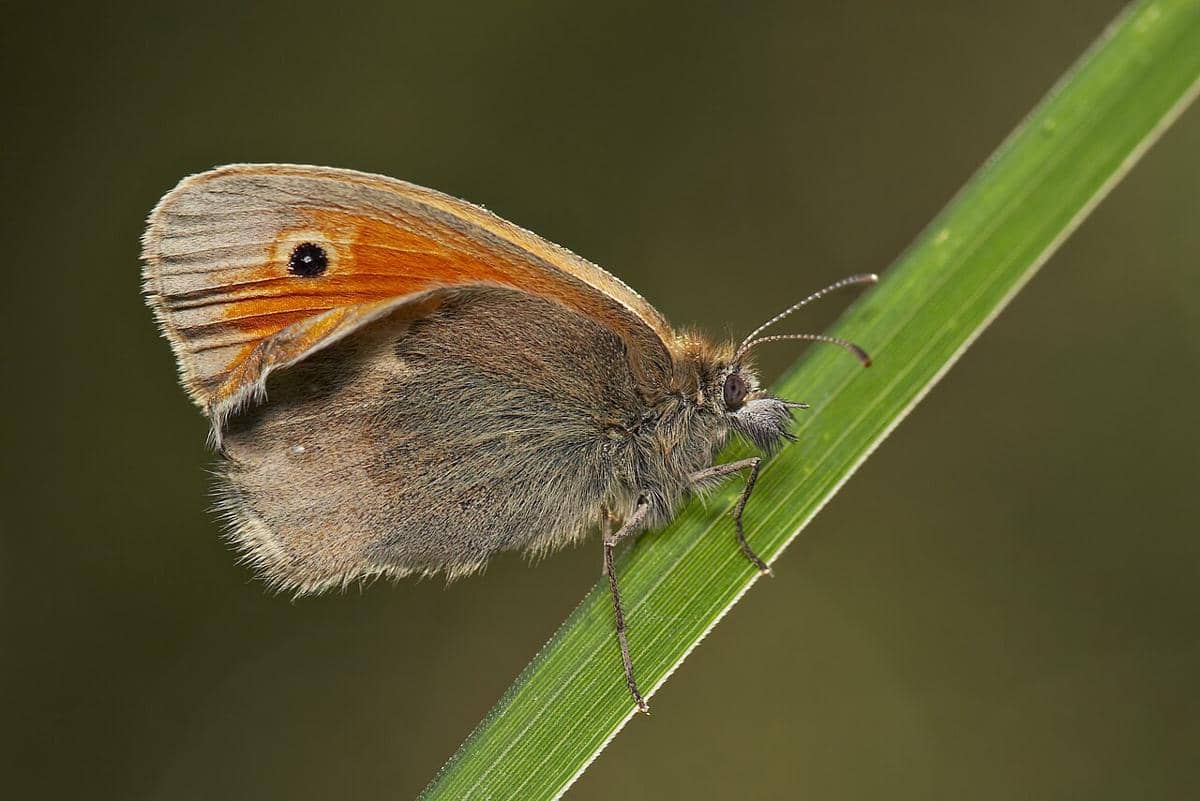small heath